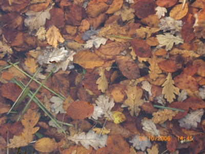 Herbstlaub im Wasser