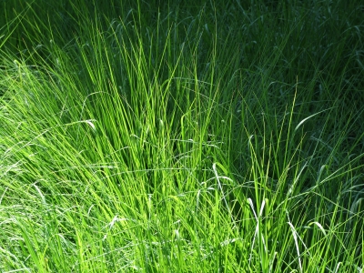 Gras-grün-Töne fein abgestuft