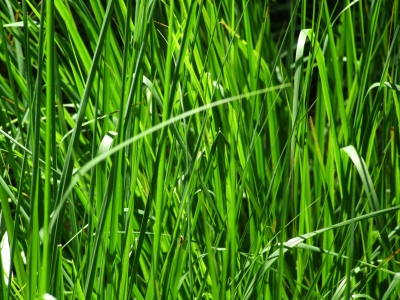 leuchtend gras-grün