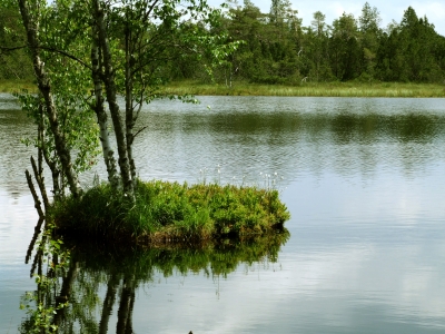 Hochmoor mit Birkeninsel