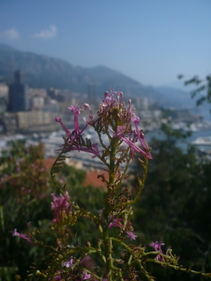 ... und Monaco im Hintergrund