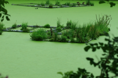 Der grüne See