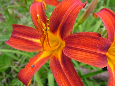 Hemerocallis