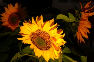 "Helianthus annuus"