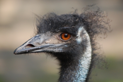 EMU