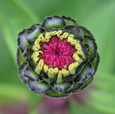 Zinnienreihe Knospe