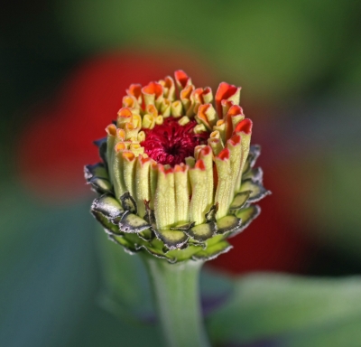 Zinnienreihe Knospe