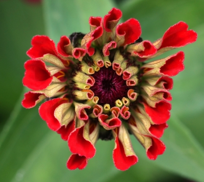 Zinnienreihe aufblühende Blüte