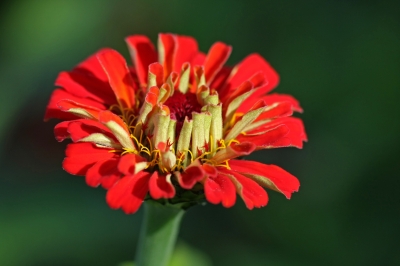 Zinnienreihe aufblühende Blüte