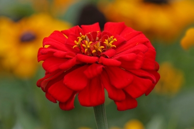 Zinnienreihe Blüte