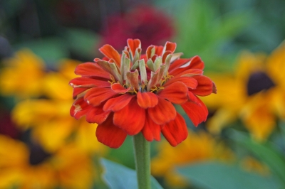 Zinnienreihe Blüte