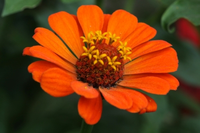 Zinnienreihe Blüte