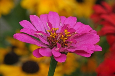 Zinnienreihe Blüte