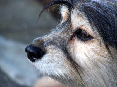 Süßes Hundeschnauzerl