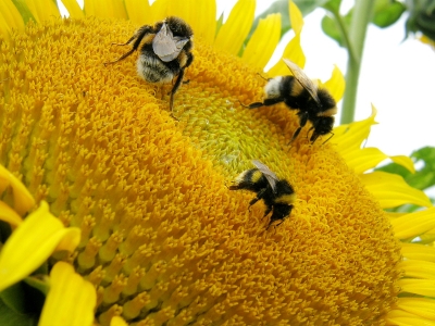 Familienausflug