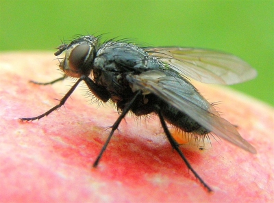 Fliege auf Apfel