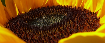 Honigtau der Sonnenblume