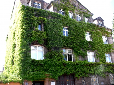 efeubewachsene Fassade in Nürnberg