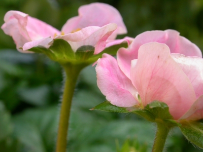 Rosa Erdbeerblüten