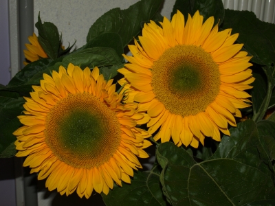 Sonnenblumen