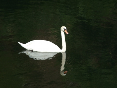 Schwanensee die Erste