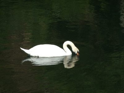 Schwanensee die Zweite