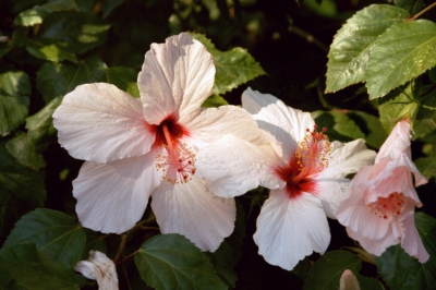 Hibiskus