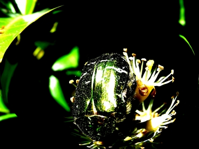 Gemeiner Rosenkäfer, Cetonia aurata, in 3D