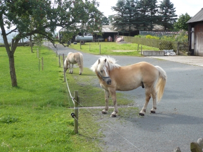 Pferde im  Sauerland