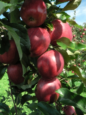 Obst von Bodensee - roter Apfel -