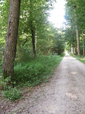 Wald-Radweg