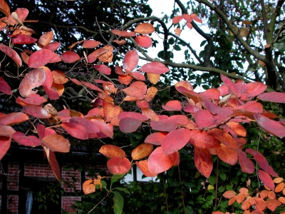 Der Herbst  kommt schon