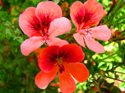 Rote Blumen