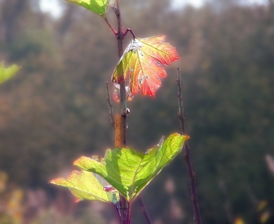 Herbstfarbe