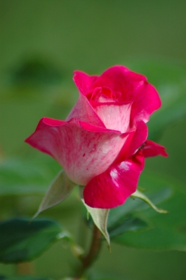 Eine Rose für meine Liebste....