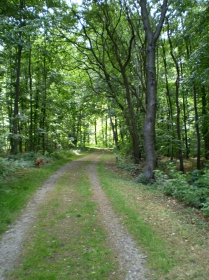 Waldweg auf Alsen II