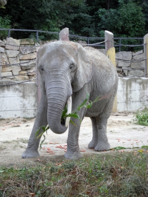 Afrikanischer Elefant