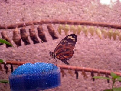 Schmetterling vor Puppenstube
