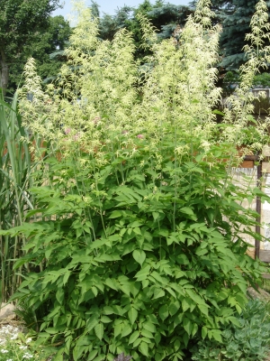 Zierpflanze am Gartenzaun