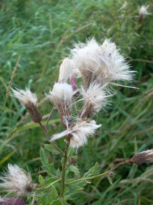 Distel