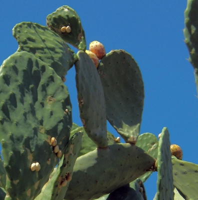 Kaktus & Schnecken , Mallorca