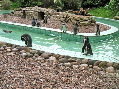 Tierpark Jaderberg Pinguine_0001