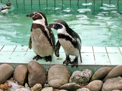 Tierpark Jaderberg Pinguine_0003