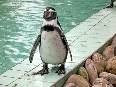 Tierpark Jaderberg Pinguine_0007