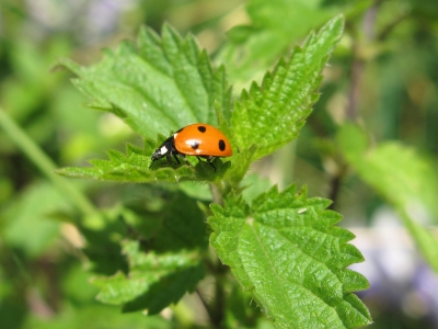 Marienkäfer