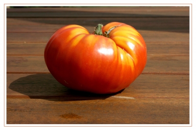 Tomaten 41