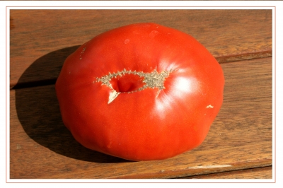 Tomaten 43