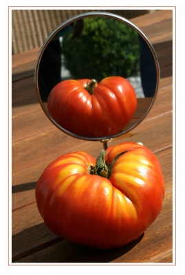 Tomaten 45