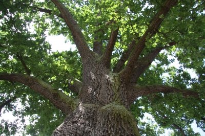 Kurioser Baum