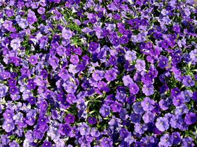 Blütenmeer in violett